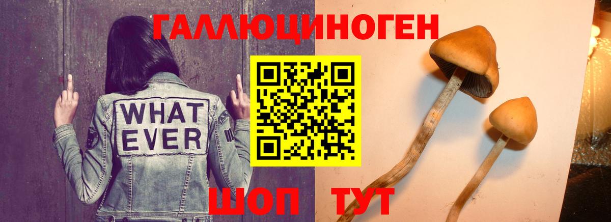 Буйнакск  Псилоцибиновые грибы прущие грибы  Вход с VPN 